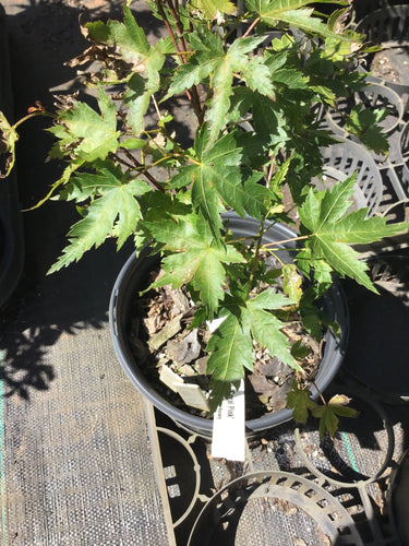 Acer palmatum 'Coral Pink' Corallinum Japanese Maple - Maple Ridge Nursery